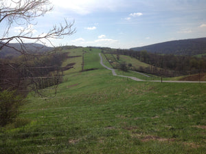 Born Contributes 1,000 trees to Smithsonian’s BiodiversiTREE Study